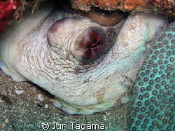 octopus from twin rocks by Jun Tagama 